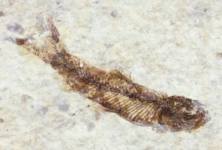 Knightia Fossil Fish - Wyoming #60822